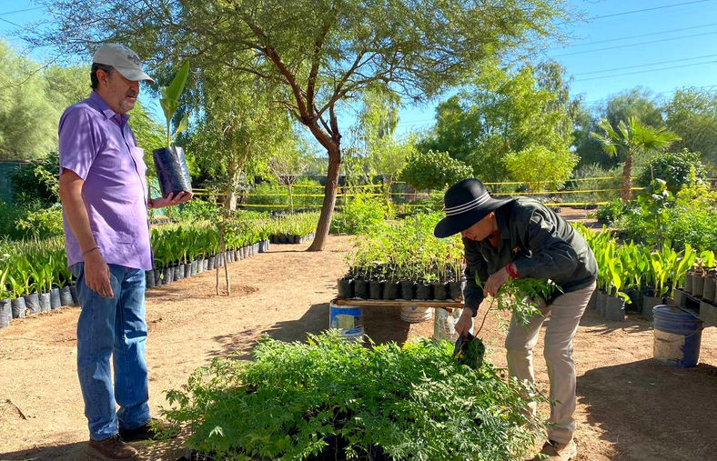 Gobierno de Mexicali donará 15 mil plantas y árboles a la ciudadanía