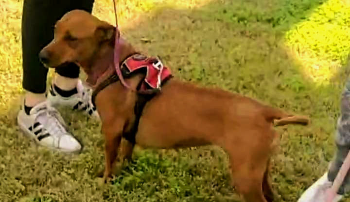 Aperturarán Zona Canina con divertidas actividades