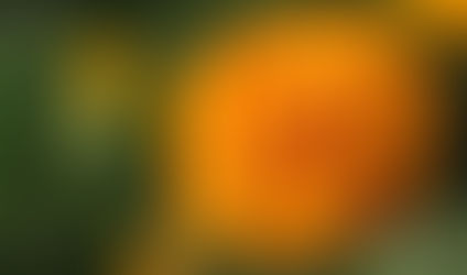 Cempasúchil: Un símbolo mexicano... ¿Cultivado en China?