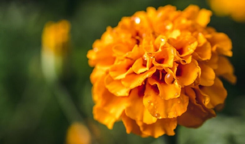 Cempasúchil: Un símbolo mexicano... ¿Cultivado en China?