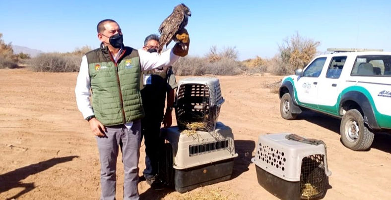 Liberaran tres diferentes especies de aves a su hábitat natural 