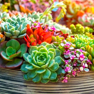 Realizarán edición “Plants & Kombucha” en el Mexicali Market