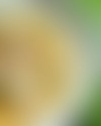 Impulsan el consumo de productos locales en platillos gourmet