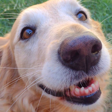 Realizarán la 7ma. Edición del Festival de Aves y Mascotas