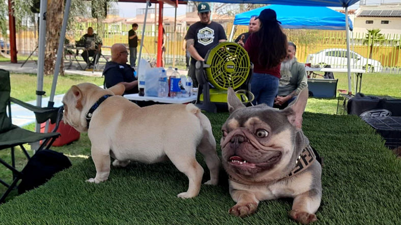 Mascotas disfrutaron de las áreas verdes del Parque Vicente Guerrero