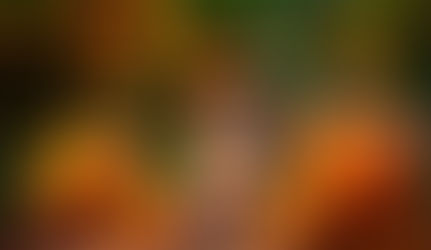 Llega la segunda edición de "Night Market mascotas" en el Parque Cri Cri