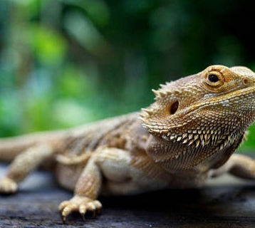 Invitan a la 4ta. edición del Festival de Aves y Mascotas