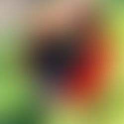 Regresa la edición Mascotas al “Night Market”