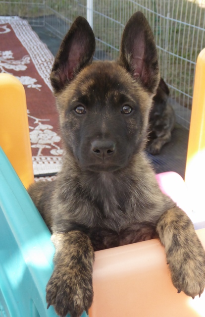 Junta - 7 weeks