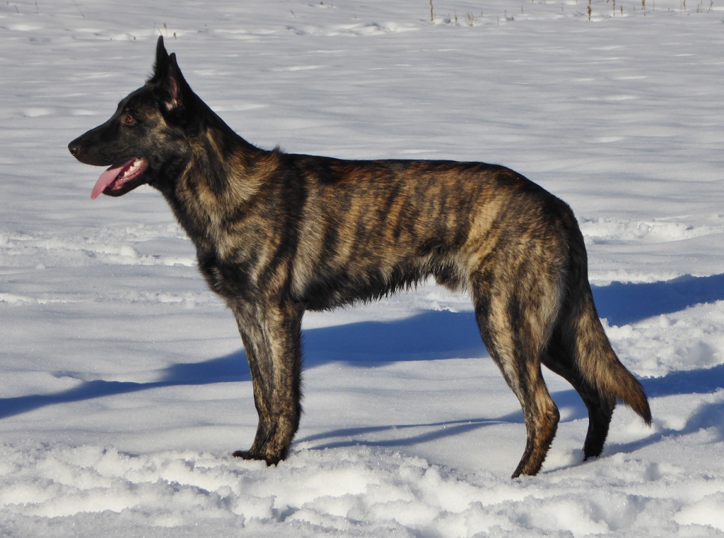 Juggernaut - 7 months