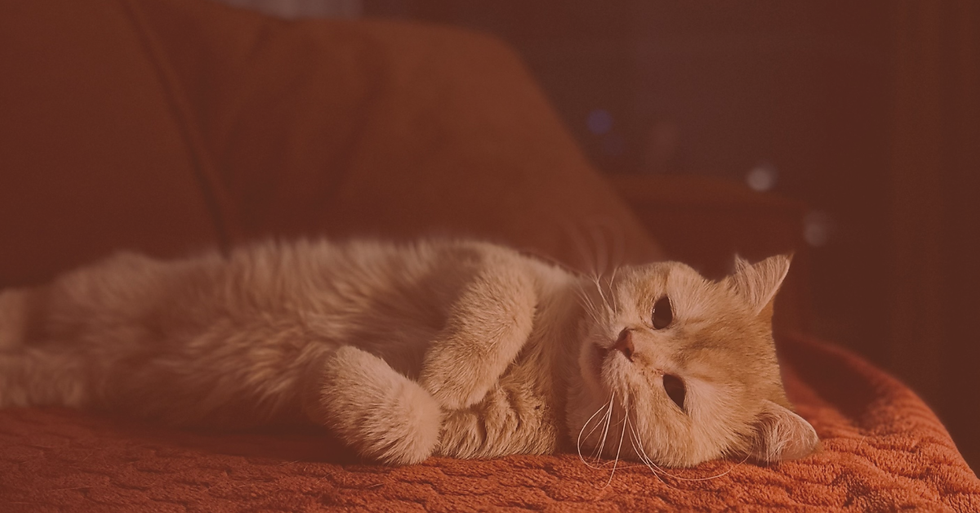 An orange cat sprawled on a couch.