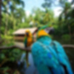 Tambopata Amazon Peru Retreat