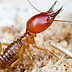 Termite Pest Control,