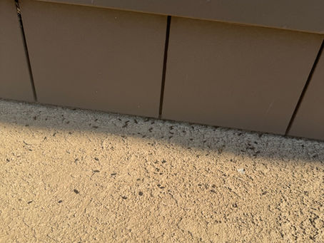 Why You See Bat Droppings but Not the Bats — and How to Get Rid of Them