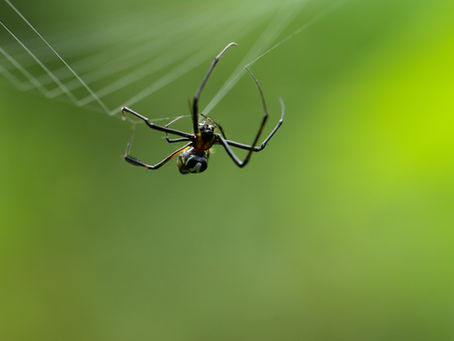 Why Do Spider Webs Creep Us Out? The Psychology Behind Web Removal and How TruPest Can Help