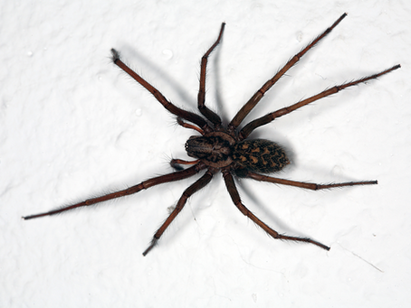 Common House Spiders: How They Get In, Where They Hide, and How to Keep Them Out