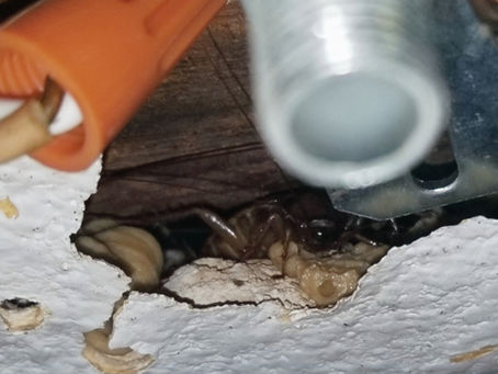 Why a Thorough Pest Inspection Is the Foundation of Our 5-Point Service