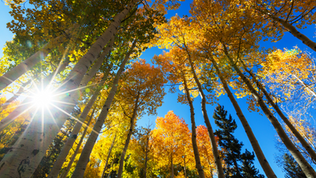 Foods to eat during Autumn (and seasonal self care)