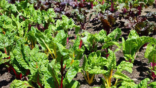 Foods to eat in Spring