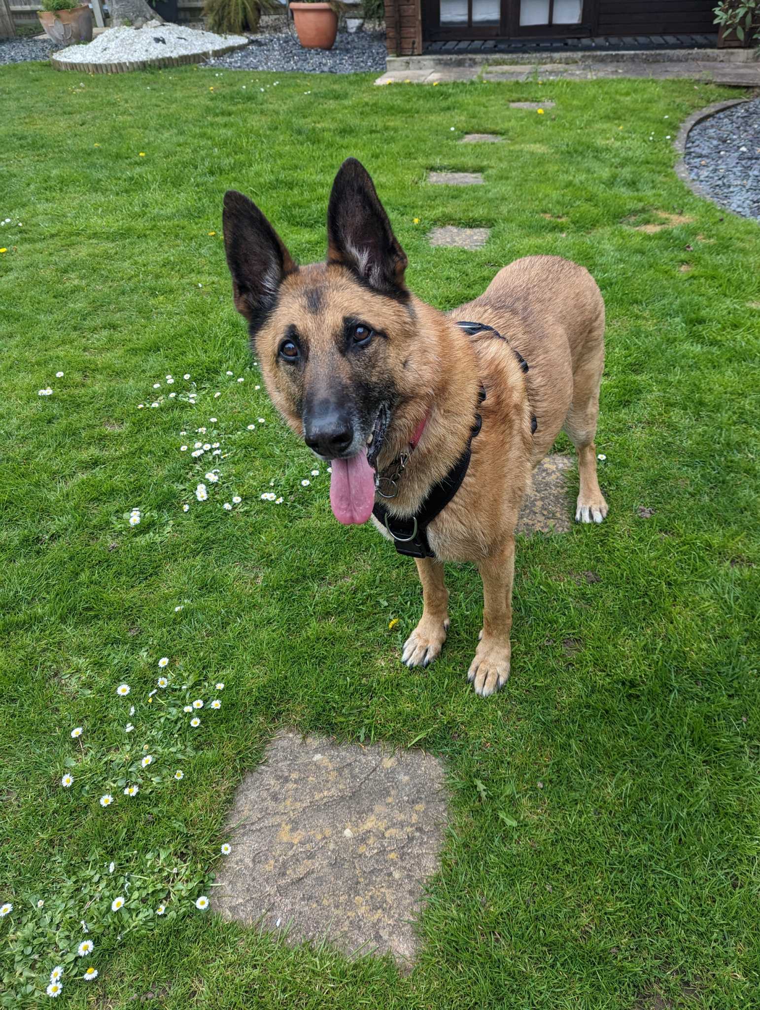 Aggressive Belgian Shepherd Dog Behaviour.jpg