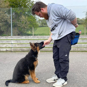 German Shepherd puppy eating a treat during a training session