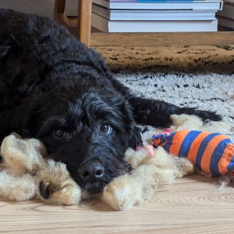 3 Common Misconceptions About Pain in Dogs