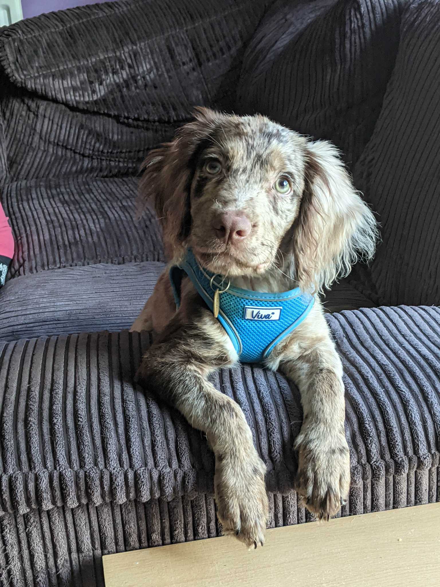 Puppy Recall Training.jpg