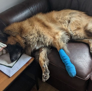 Pain & Behaviour : Understanding What Pain Is in Dogs