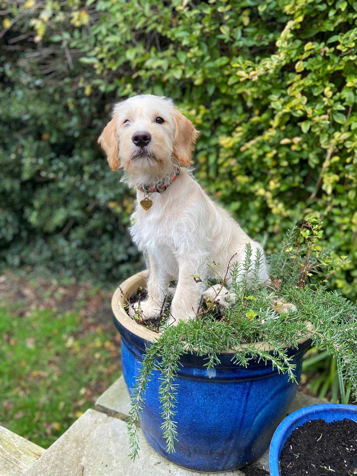 Puppy Socialisation Training.jpg