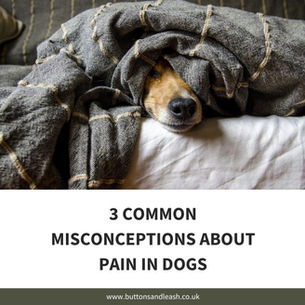 3 Common Misconceptions About Pain in Dogs