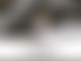 3 Common Misconceptions About Pain in Dogs