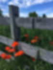 orange poppies in front of tall grass and a wooden fence