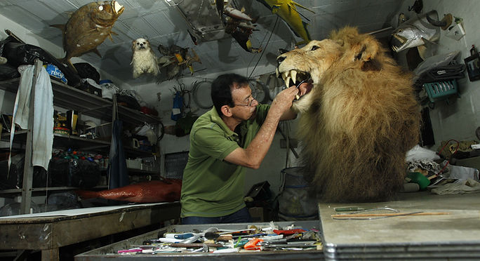 Taxidermia en Colombia: Arte, negocio y tradición