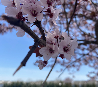 The God Who Speaks by Joziah Lopez 