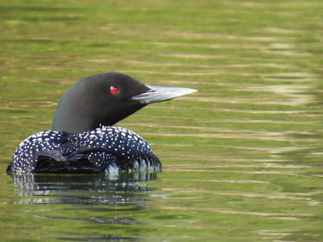 Wondrous Birds & Wildlife