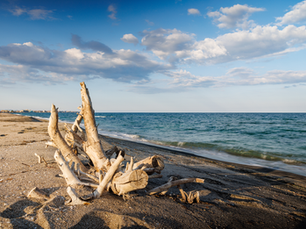 Driftwood on a beach