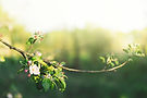 Apple blossoms blooming on branch in spring