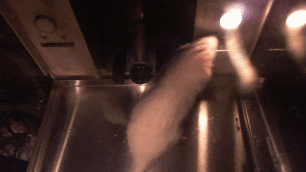 Rat performing ICSS task
