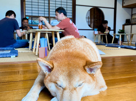 毛小孩出遊囉！5間花蓮市寵物友善餐廳、貓咪咖啡店