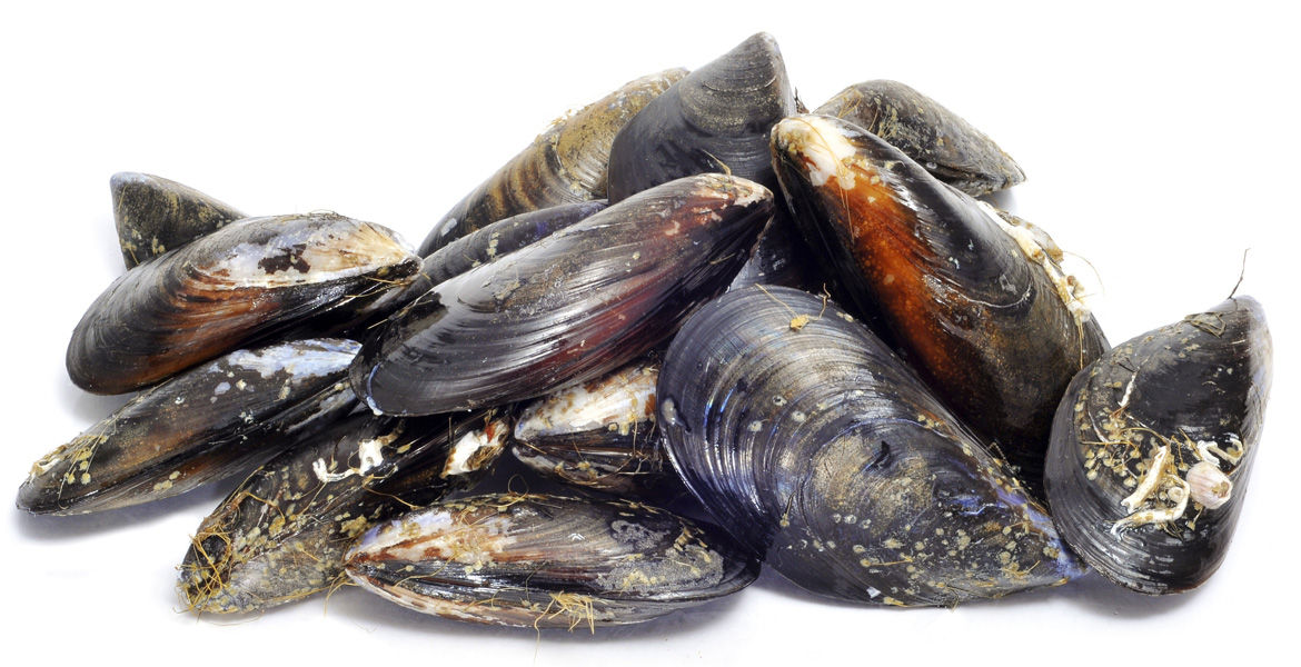 Cozze di Messina