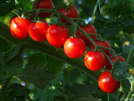 Solanum lycopersicum - Wolfgang Geiges - August 2023.JPG