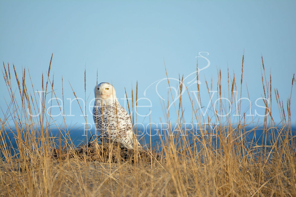 Thumbnail: Snowy Owl 3
