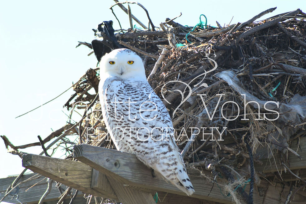 Thumbnail: Snowy Owl 6