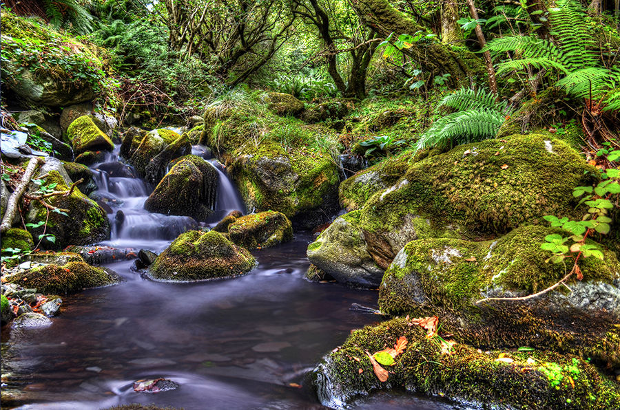 Woodlands Collection