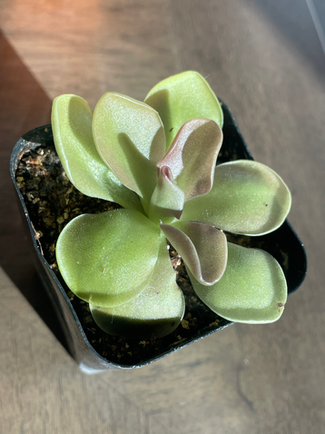 Pinguicula