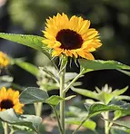 Sunflower.webp
