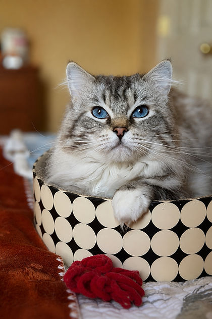 CH Very Chic Ragdoll Urelio