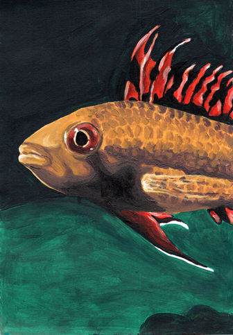 close up painting of an orange fish with red fins