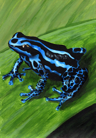bright blue poison dart frog on a leaf