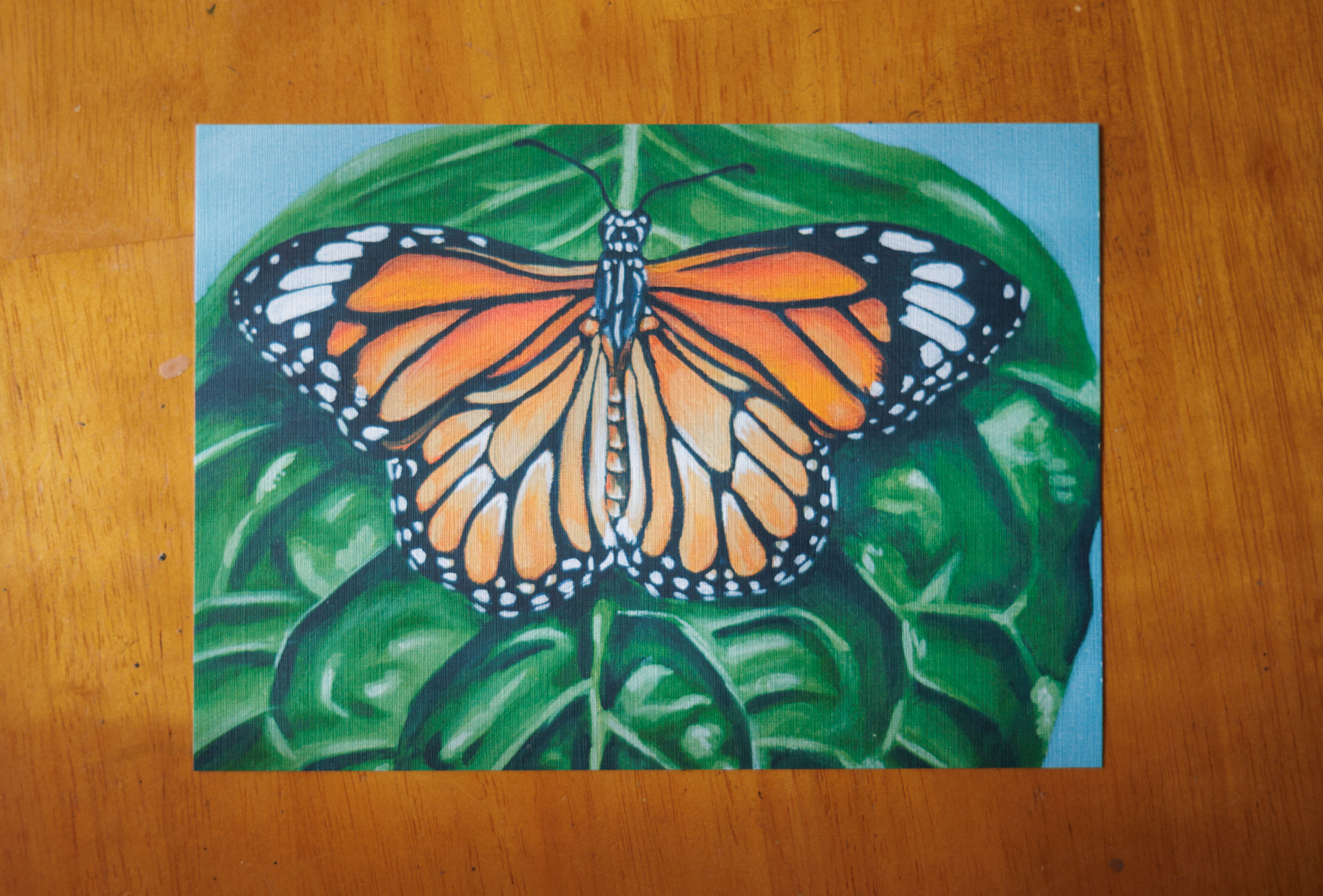 orange monarch butterfly on a green leaf